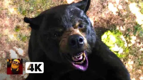 Cocaine Bear (2023) 4K - Eaten Alive Up a Tree! _ Movieclips