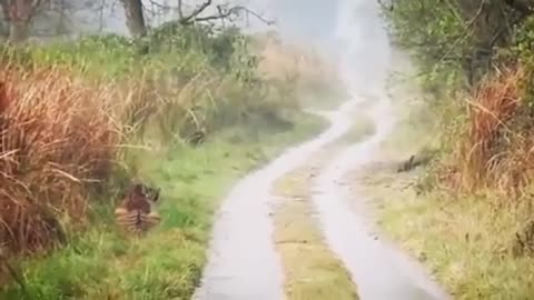 🐯🐘 Tiger Waiting for Elephant Herd to Pass! | FeedMyCuriosity