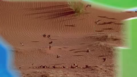 Los animalitos de Andy - T01E12 - Bebiendo