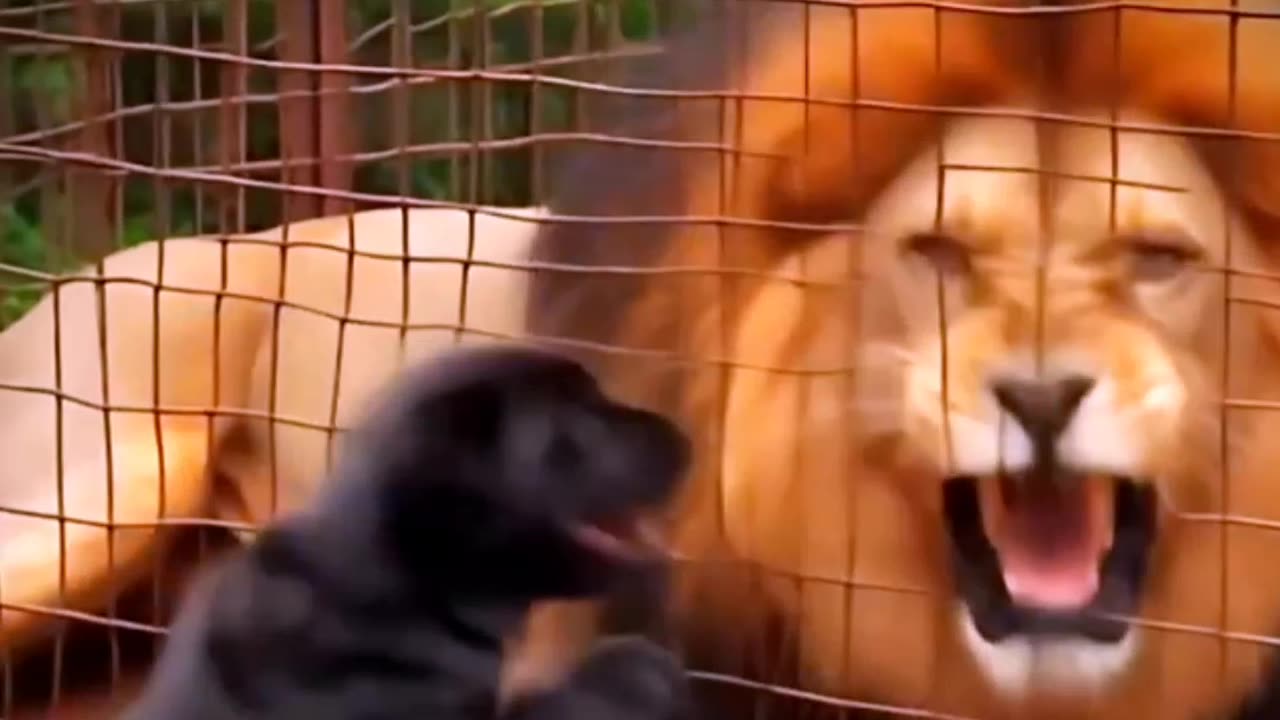 Hero puppy saves all animals.