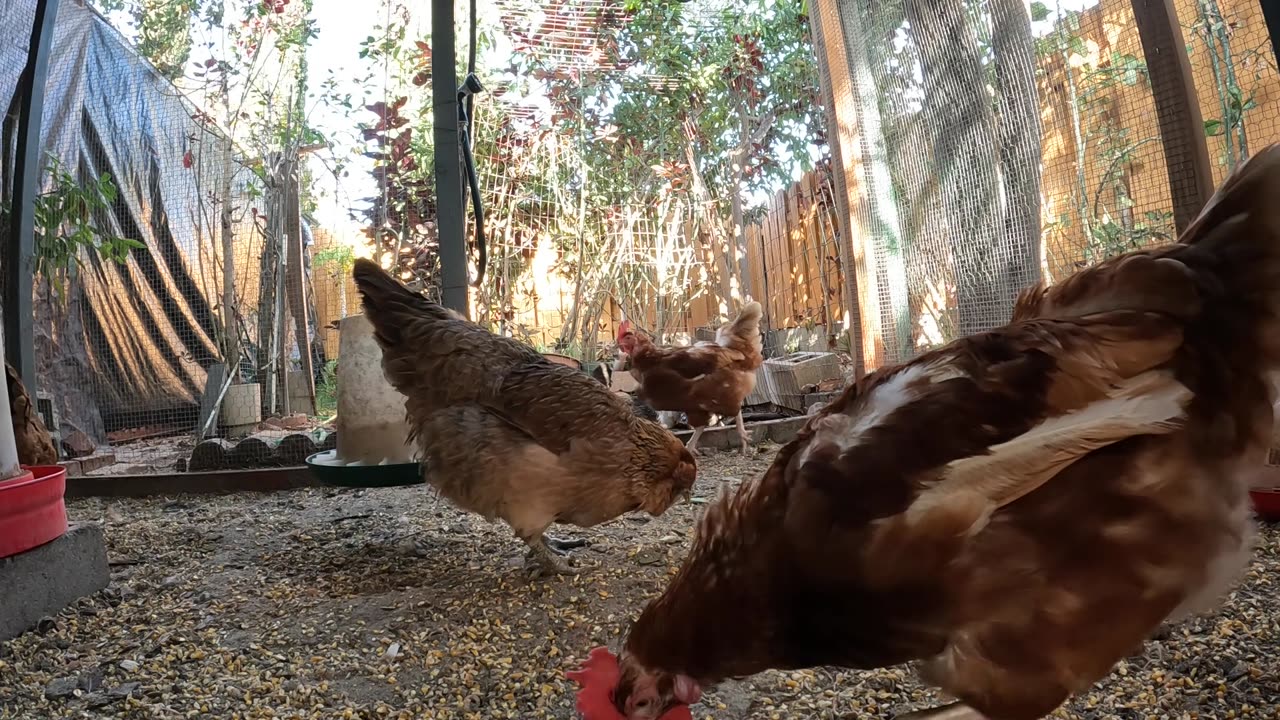 Backyard Chickens Fun Relaxing Sounds Noises Hens Roosters!