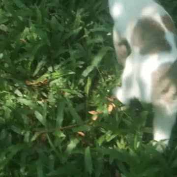 real cat is real funny