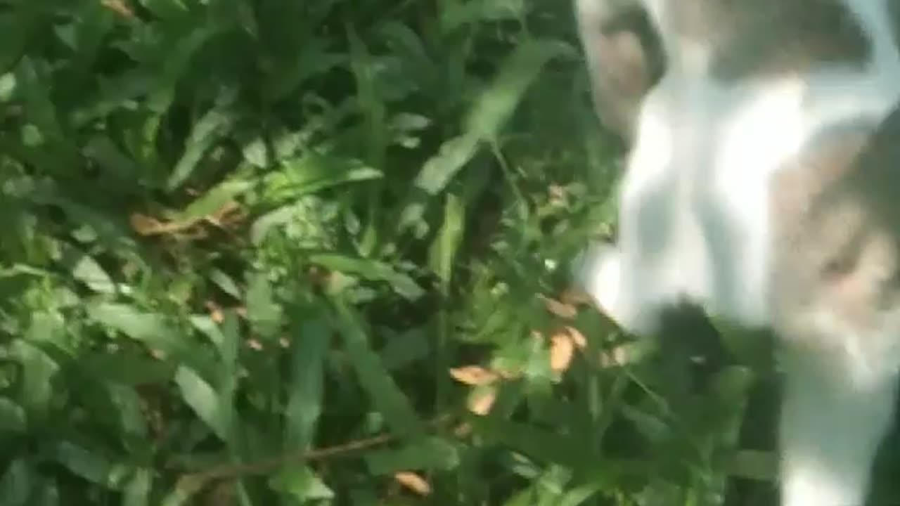 real cat is real funny