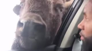 A man in Canada had a tense close encounter when a wild bison calmly approached his car.