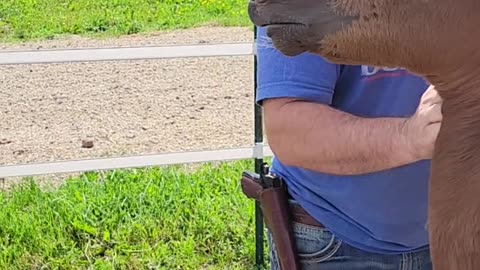 Foal Smiles When It Is Scratched