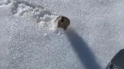 😮🦨 Man Barely Survives Lemming Attack! | FeedMyCuriosity