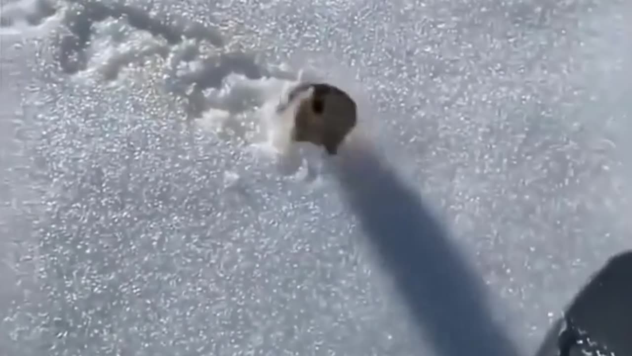 😮🦨 Man Barely Survives Lemming Attack! | FeedMyCuriosity