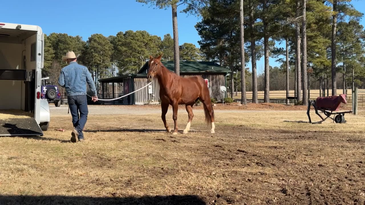 How to Load a Horse on a Trailer Part 1