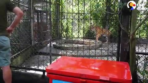 Tiger Rescued From A Zoo Now Clings To His Favorite Giant Red Ball | The Dodo