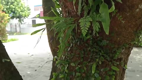 Tree Time! Outdoor Fun and Laughter at Home