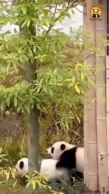 Baby panda’s little running steps #funny #cute #animals #nature #panda