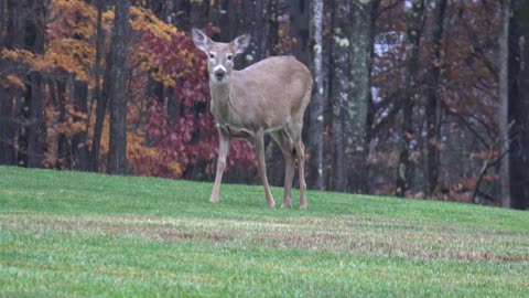 White-tailed deer