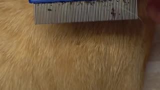 Here's how many fleas your pet can pick up when left alone outside for half a day.