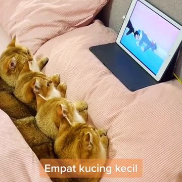 Funny Cat Videos 18 - Cats watching cats