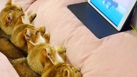 Funny Cat Videos 18 - Cats watching cats