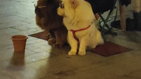 Street Performer at Christmas Market Has the Coolest Dogs