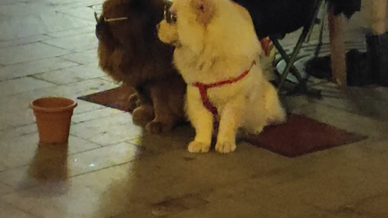 Street Performer at Christmas Market Has the Coolest Dogs