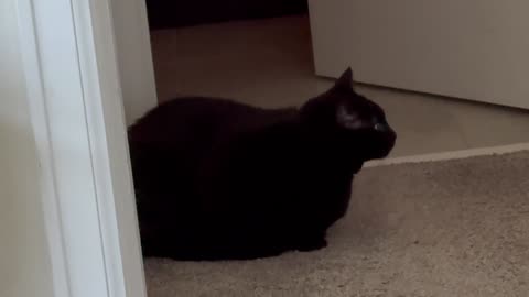 Cute Precious Piper is a Cuddly Security Guard - Adopting a Cat from a Shelter Vlog