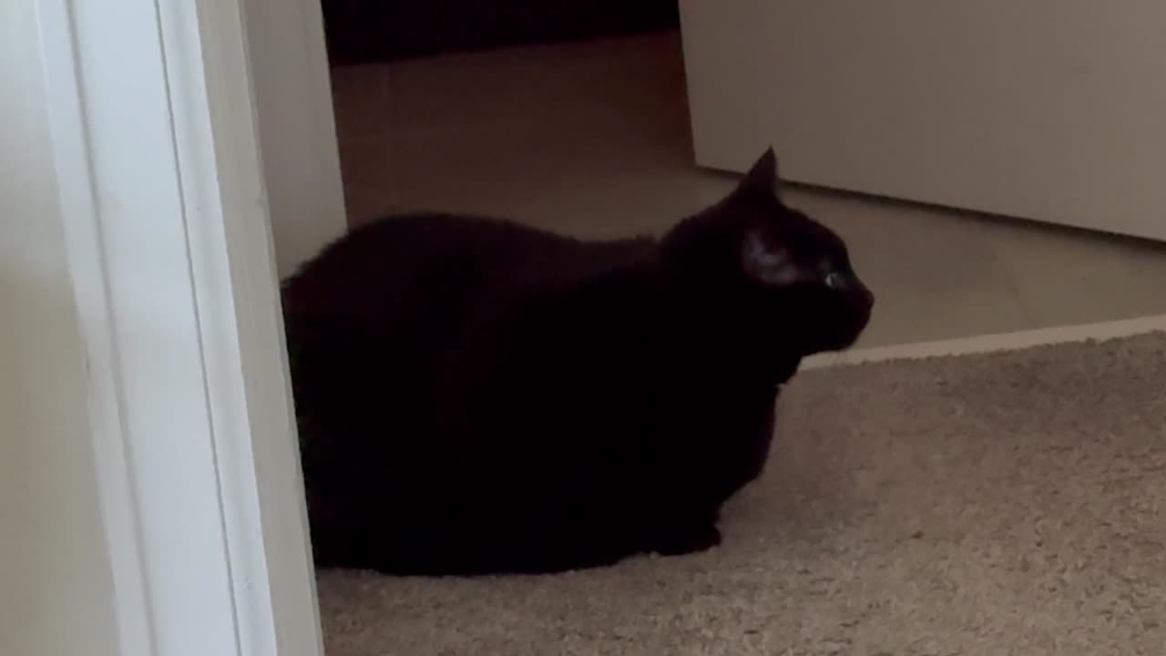 Cute Precious Piper is a Cuddly Security Guard - Adopting a Cat from a Shelter Vlog