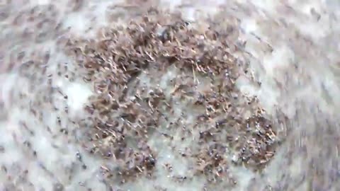 🐜😱 Watch As These Ants Get Trapped In A Never-Ending Loop! | FeedMyCuriosity