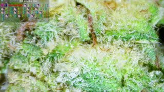 Let's Get HIGH!🔥Smoke Sesh🍃420💨!MJ