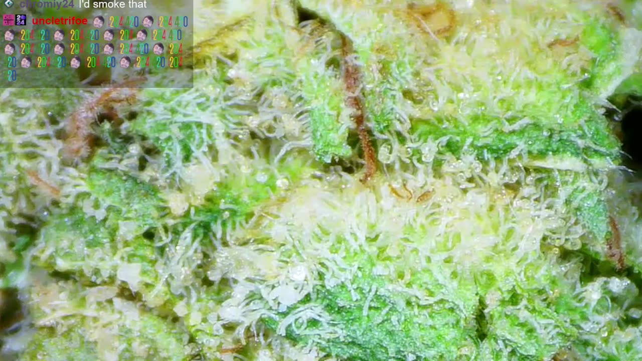 Let's Get HIGH!🔥Smoke Sesh🍃420💨!MJ