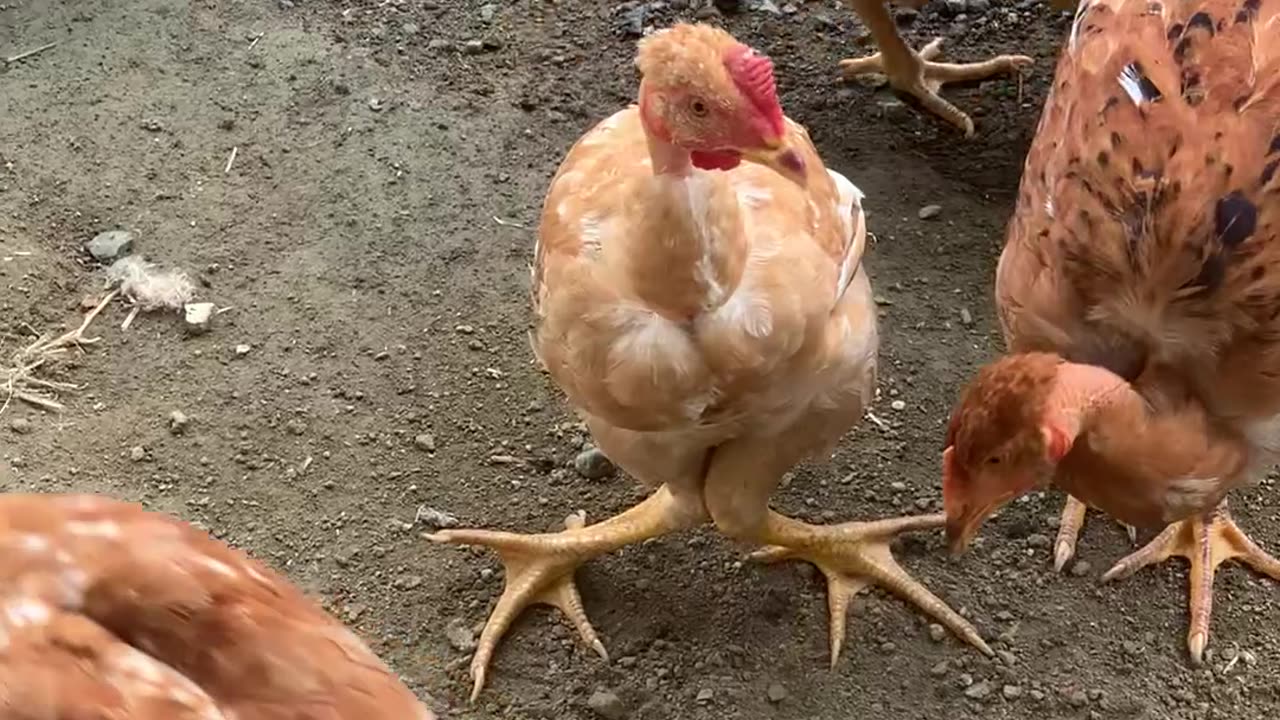 Demi Lovato Chicken