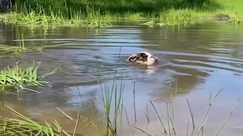 2024 Funny Animal Videos – Cats and Dogs Edition