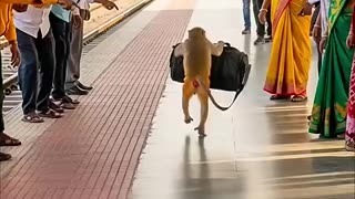 Must Watch: Quick Thinking Monkey Saves All Train Passengers! #humanity #monkey