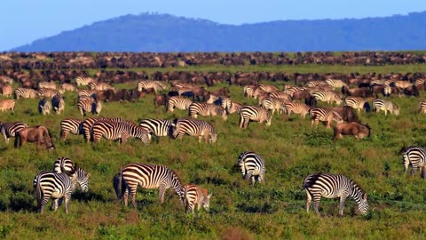 Soft Pulse House Relaxation