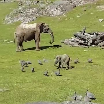 Cute Baby Elephant Trips While Playing With Birds