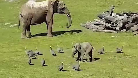 Cute Baby Elephant Trips While Playing With Birds