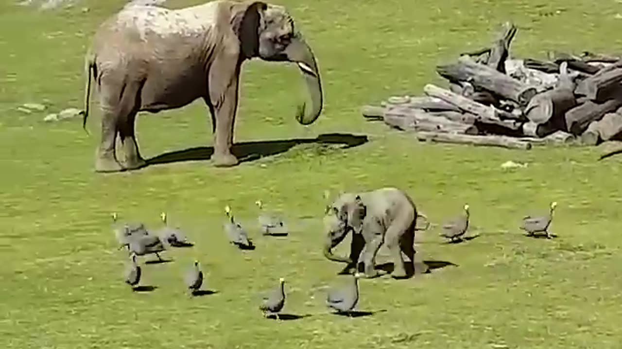 Cute Baby Elephant Trips While Playing With Birds