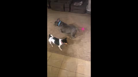 🐾 30 Days Later: My Senior Dog Is Playing Again