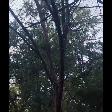 Squirrel Spots Me and Bolts | Neighborhood Park Nature Walk #Shorts #squirrel #nature #Texas #ATX