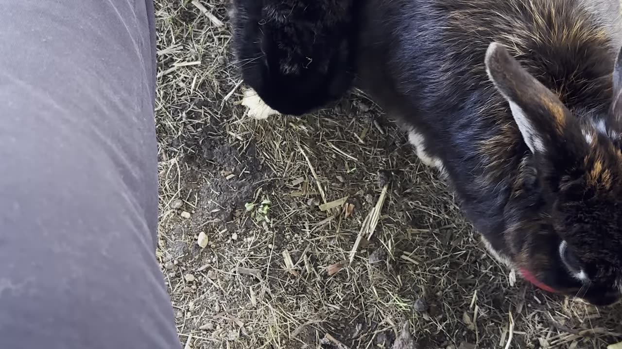 Look at this sleepy bunny curling up for a nap