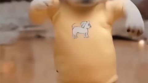 adorable cute puppy barking and dancing dog