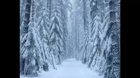 Snow Blizzard Sounds Heavy Wind | Winter Storm Trees & Icy Road Driving | White Noise Sleep Ambience