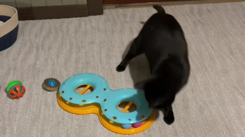 Midnight playing his new toy