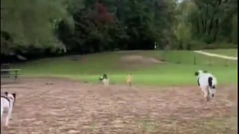 An RC Car At The Local Dog Park