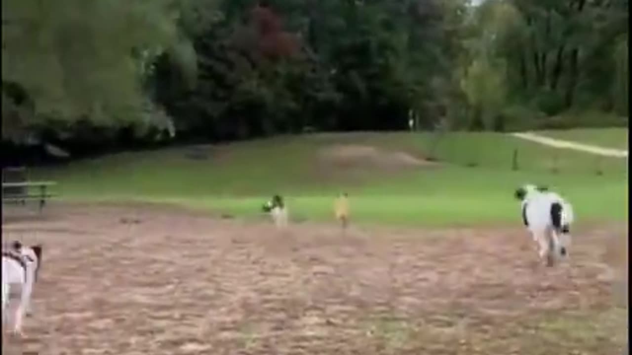 An RC Car At The Local Dog Park