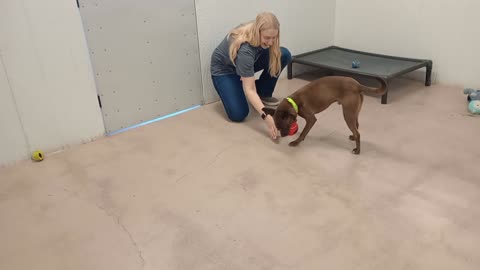 Milo 5y A882460@TRN, from kennel 91 little doggies PACC shelter barks has been busy 4ever20251019510