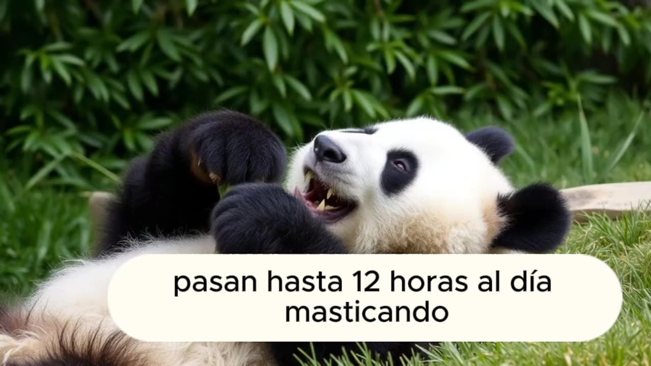 PANDAS: DATOS Y CURIOSIDADES | ¡Aprende algo nuevo!