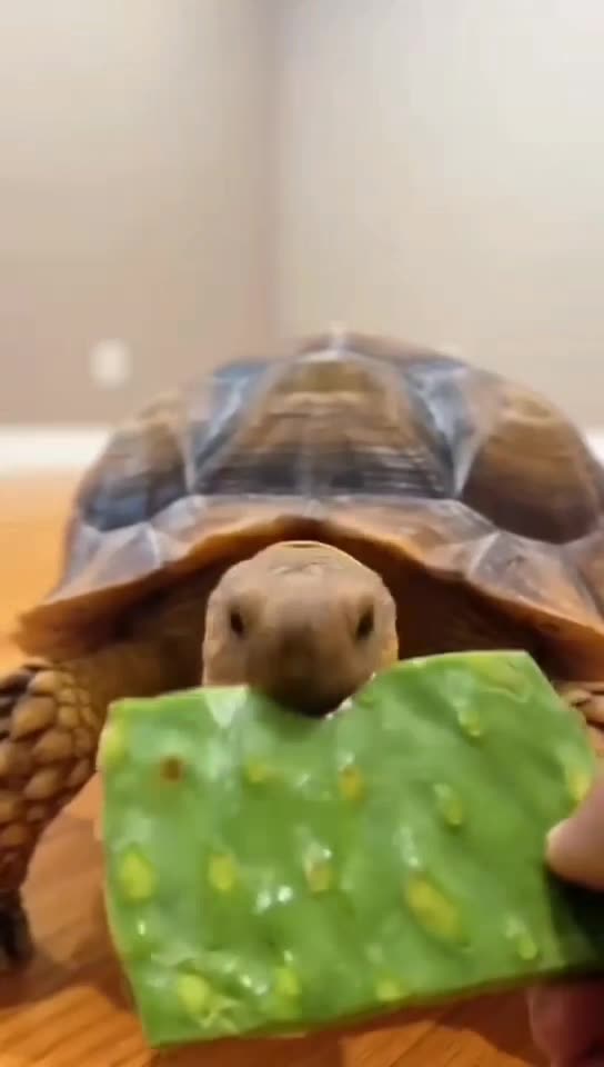 Funny and Cute Animals♥️