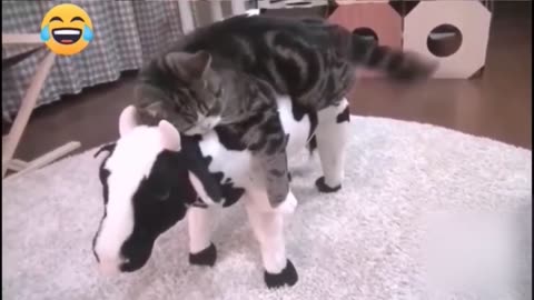 BEST 2020 FUNNIEST ANIMALS 😹 Funny Animal Videos Compilation