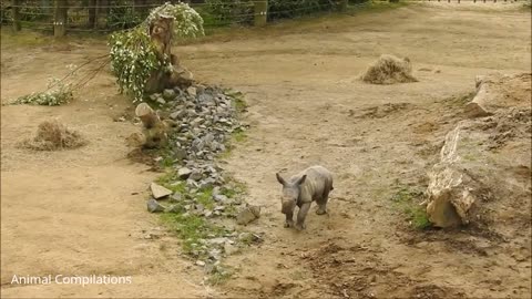 So cute! this is imposible. Baby rhino playing with Mom!