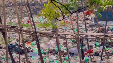 This is a river in Dhaka, Bangladesh. Where's Greta?