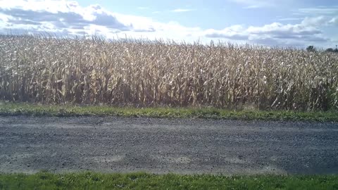 Halloween Death in the Familly