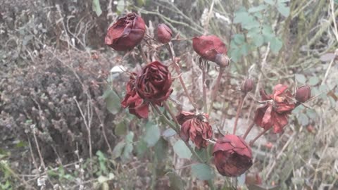 February roses