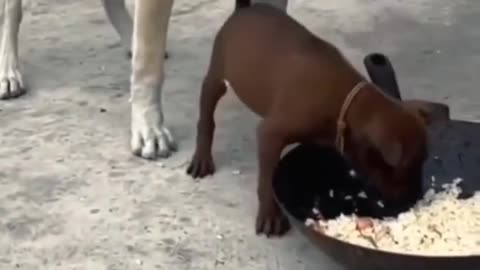 Funny friendly fighting for Food